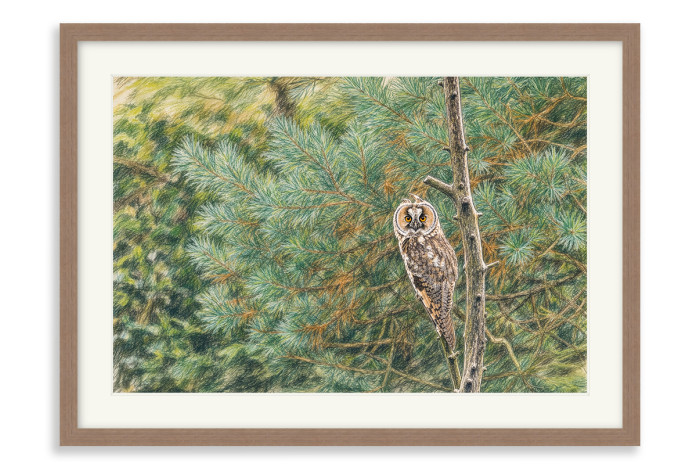 Walnut Frame  A4 -  21 x 29.7 cm (+£130.00)
